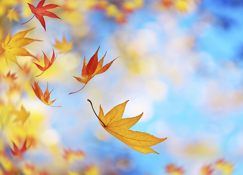 September 5: Stepping into the “Golden September”, the changes in consumption month-on-month will gradually improve